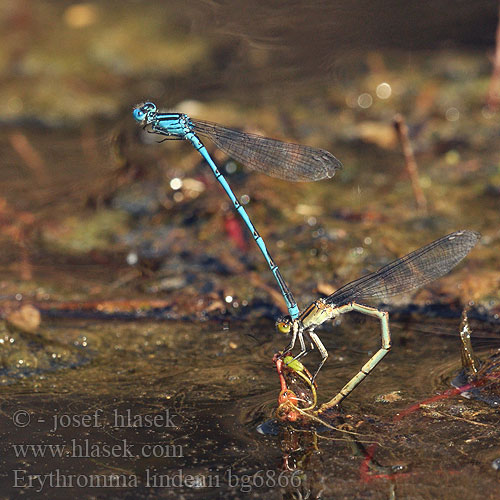 Šidélko azurové Blue eye damselfly Kanaaljuffer