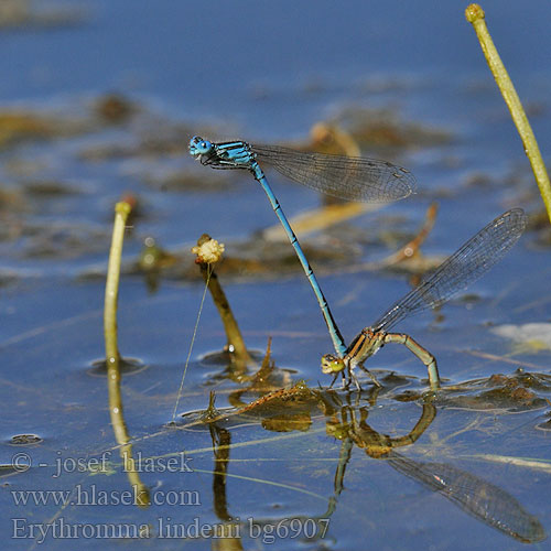 Prodni paškratec Agrion longs cercoïdes