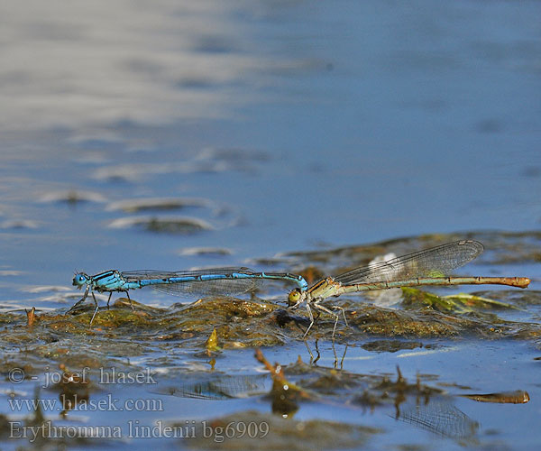 Agrion longs cercoïdes Łątka jeziorna