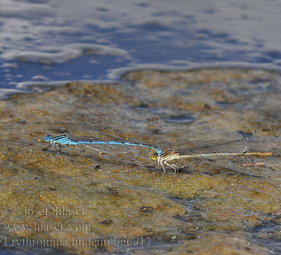 Agrion longs cercoïdes Łątka jeziorna