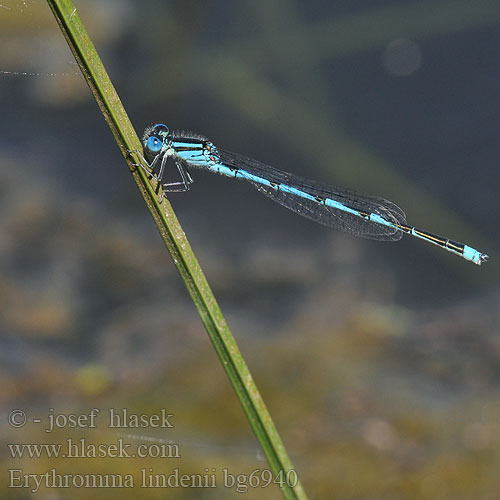 Erythromma lindenii bg6940