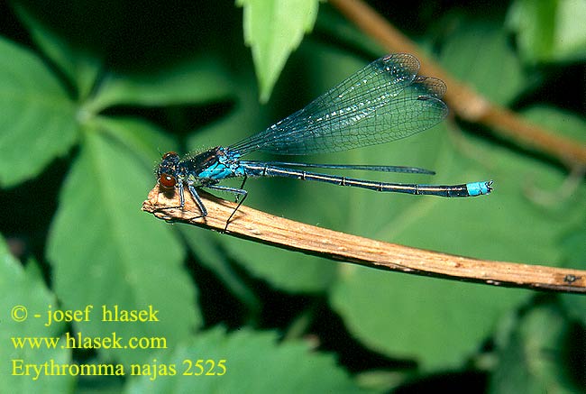 Erythromma najas Red-eyed damselfly Rødøjet Vandnymfe Agrion yeux rouges