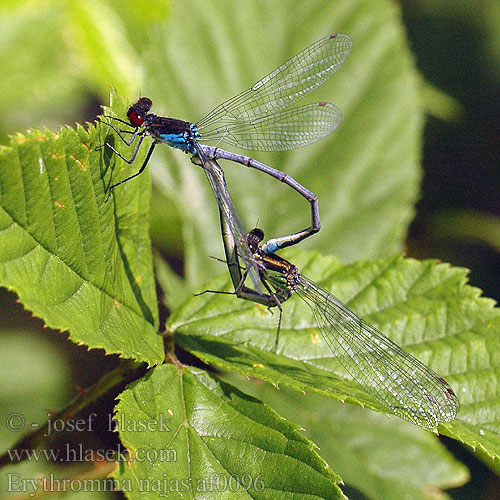 Agrion yeux rouges Grote roodoogjuffer Ninfa dagli occhi rossi Grosses Granatauge oczobarwnica większa šidélko rudoočko Rödögonflickslända