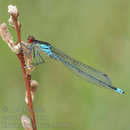 Erythromma najas Red-eyed damselfly Rødøjet Vandnymfe Agrion à yeux rouges