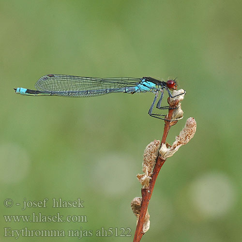 Erythromma najas Agrion yeux rouges Grote roodoogjuffer Ninfa dagli occhi rossi