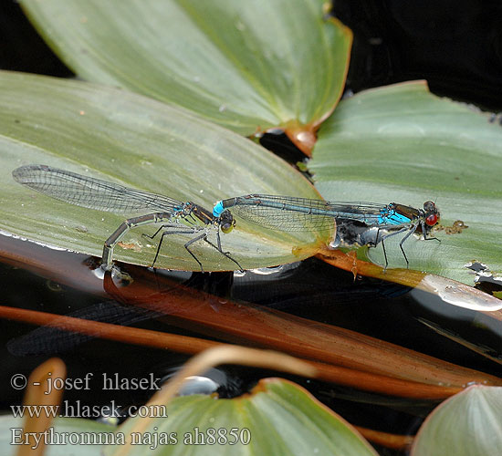 Erythromma najas Red-eyed damselfly Rødøjet Vandnymfe Agrion yeux rouges Grote roodoogjuffer