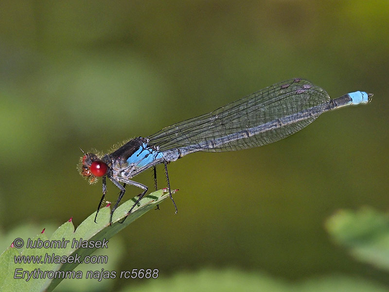 Red-eyed damselfly Rødøjet Erythromma najas