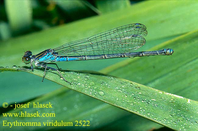 Erythromma viridulum 2522