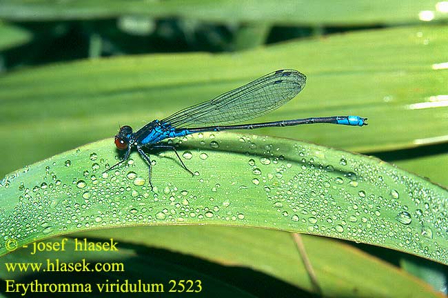 Erythromma viridulum Oczobarwica mniejsza Kleines Granatauge Šidélko znamenané