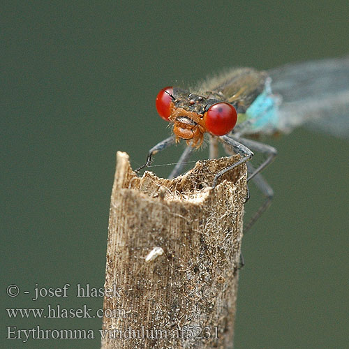 Erythromma viridulum Kleines Granatauge Šidélko znamenané