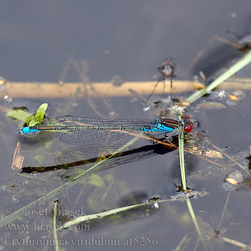 Erythromma viridulum af5256