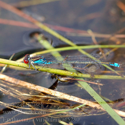 Erythromma viridulum af5280