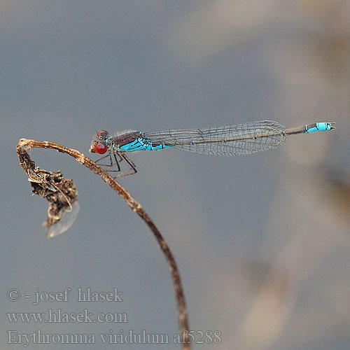 Erythromma viridulum af5288