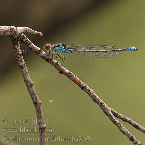 Erythromma viridulum bg3038