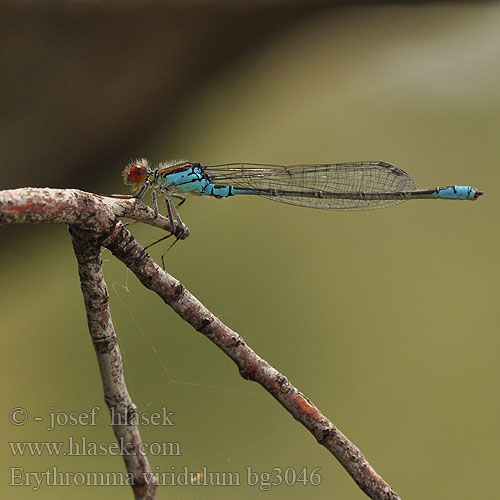 Erythromma viridulum bg3046