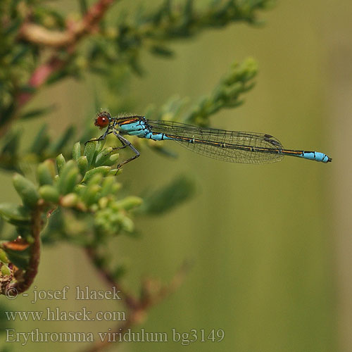 Erythromma viridulum bg3149