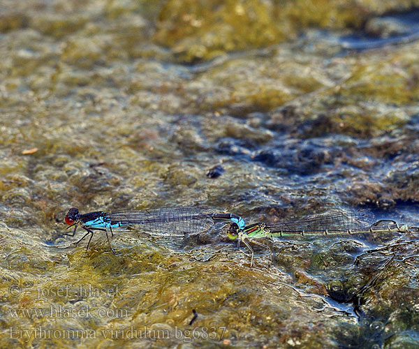 Erythromma viridulum bg6837