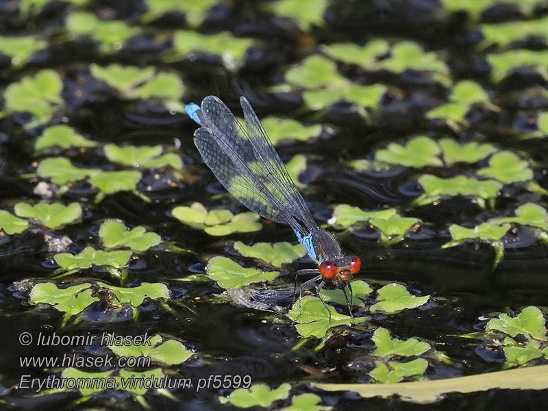 Kleine roodoogjuffer Erythromma viridulum