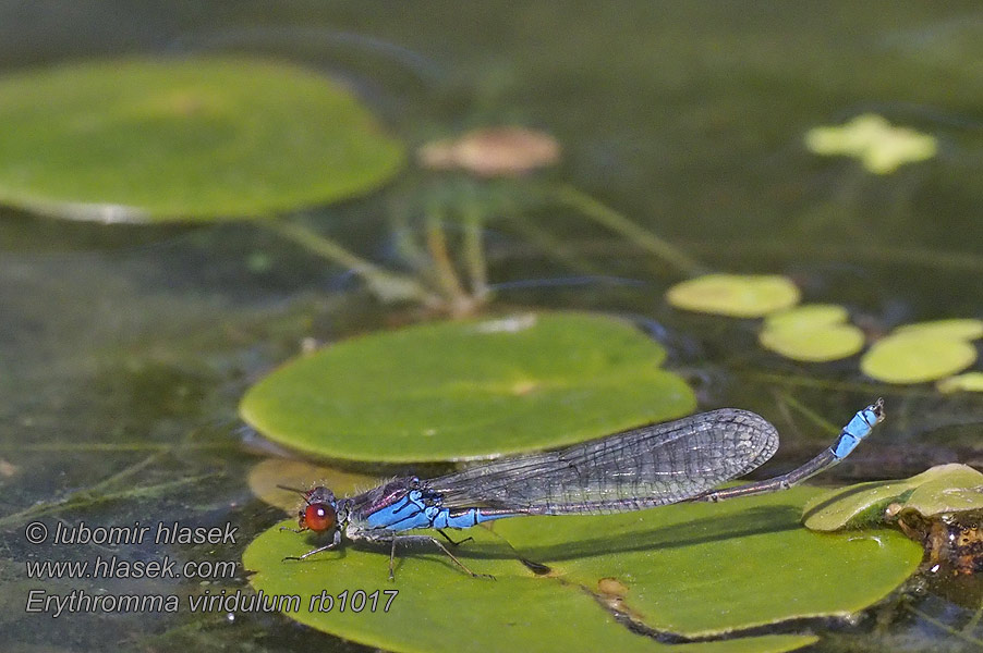 Oczobarwica mniejsza Erythromma viridulum