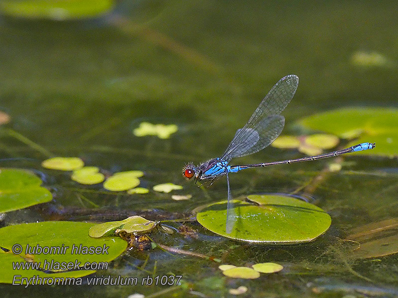 Kleines Granatauge Erythromma viridulum