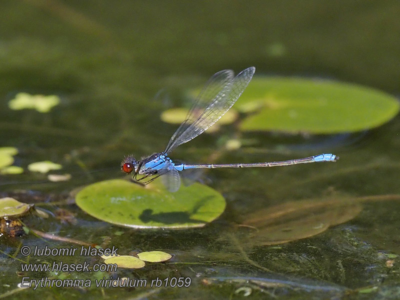 Šidélko znamenané Erythromma viridulum