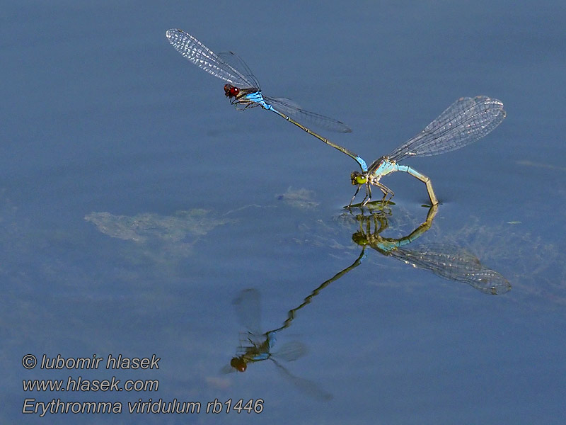 Small Redeye Erythromma viridulum