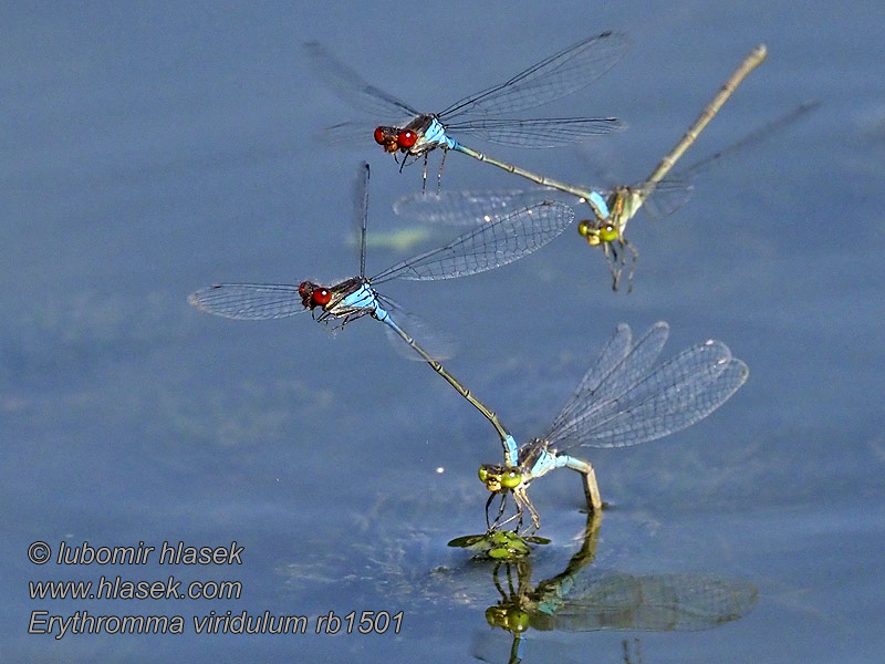 Mali rdečeokec Erythromma viridulum