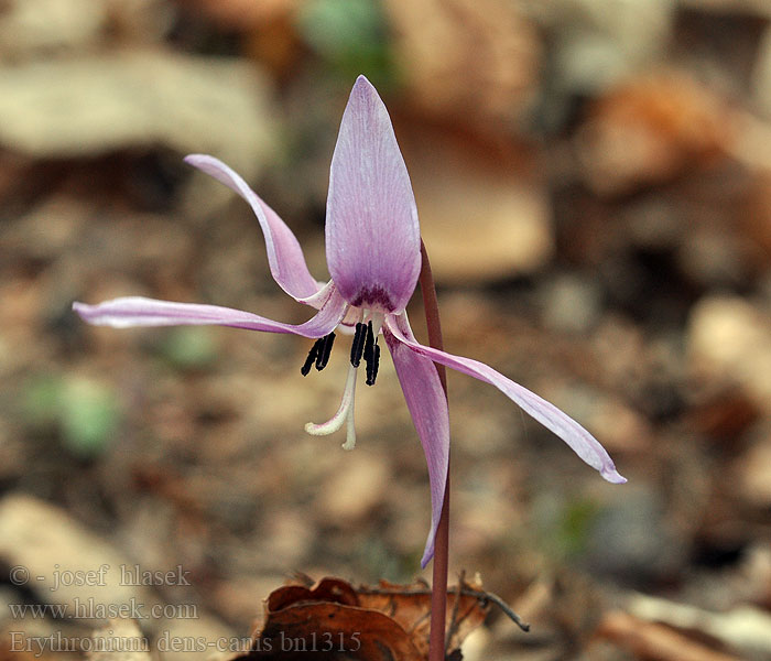 Erythronium dens-canis Kandík psí zub Hunds-Zahnlilie