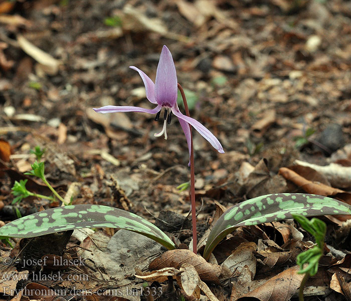 Dog's-tooth-violet Psiząb liliowy Dent chien