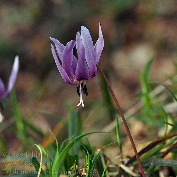 Erythronium dens-canis Kandík psí zub