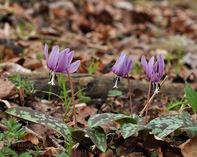 Erythronium dens-canis Hunds-Zahnlilie