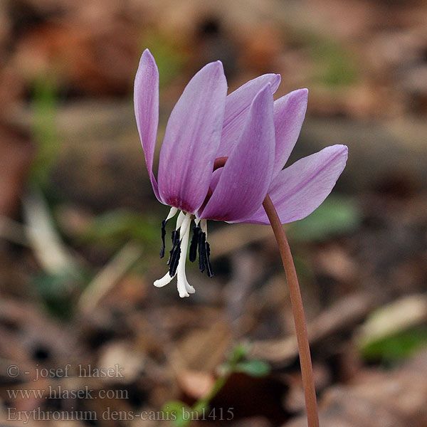 Erythronium dens-canis Dog's-tooth-violet