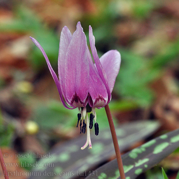 Erythronium dens-canis Dent chien Rusokoiranhammas