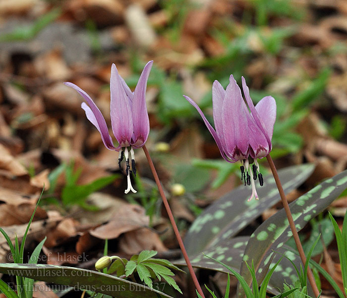 Erythronium dens-canis Kakasmandikó Dente Cane