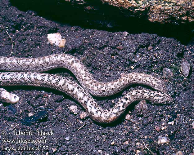 Eryx jaculus DE: Westliche Sandboa UK: Javelin Sand Boa CZ: hroznýšek turecký TR: Mahmuzlu yilan FR: boa des sables PL: strzelec stepowy SK: piesočník priesypový HU: Homoki boa