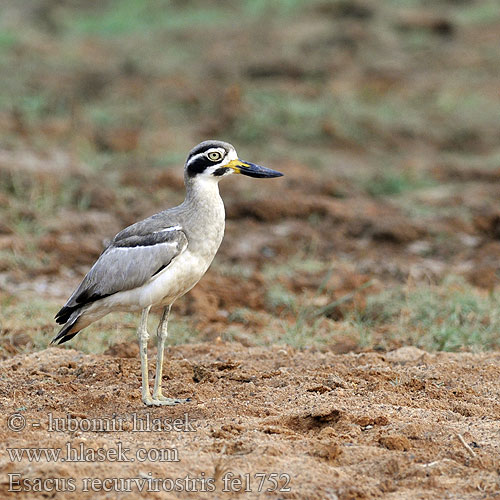 Esacus recurvirostris Burhinus Great Thick-knee Dytík křivozobý Krabbentriel Alcaraván Picogrueso Indio Grand Oedicnème Kulon wielkodzioby Occhione maggiore indiano ソリハシオオイシチドリStor Triel 大石鸻 Intianpaksujalka Grote Griel Krumnebbtriel Rẽ mỏ to lớn Ležiak krabožravý Strandtjockfot นกกระแตผีใหญ่