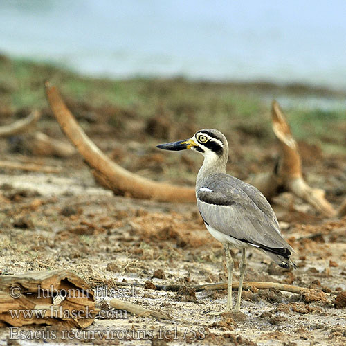 Esacus recurvirostris fe1758