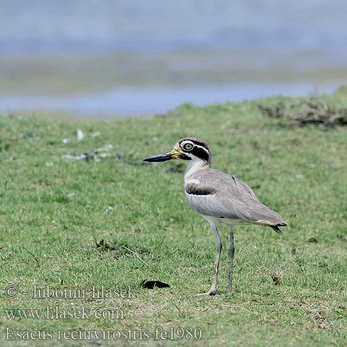 Esacus recurvirostris fe1980