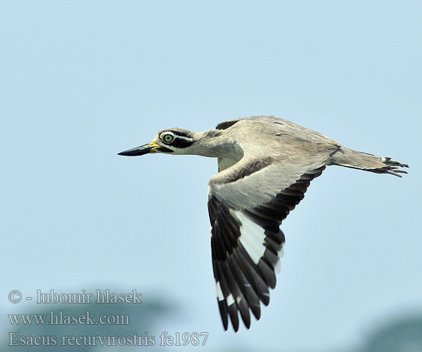 Great Thick-knee Dytík křivozobý Krabbentriel Alcaraván Picogrueso Indio Grand Oedicnème Kulon wielkodzioby Occhione maggiore indiano ソリハシオオイシチドリ Stor Triel 大石鸻 Intianpaksujalka Grote Griel Krumnebbtriel Rẽ mỏ to lớn Ležiak krabožravý Strandtjockfot นกกระแตผีใหญ่ Esacus Burhinus recurvirostris