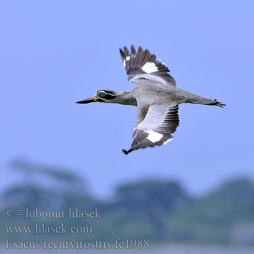 Esacus recurvirostris fe1988