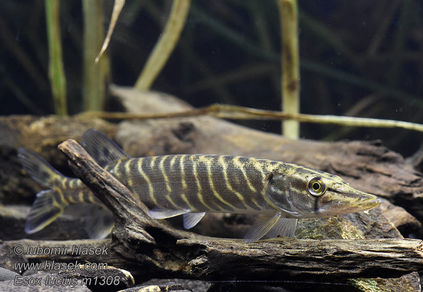 Esox lucius Шчупак звычайны