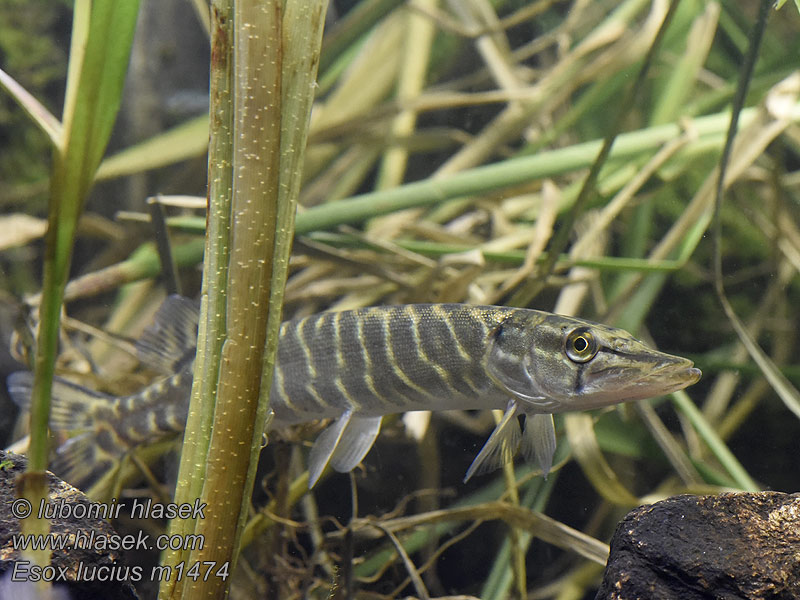 Esox lucius Щука