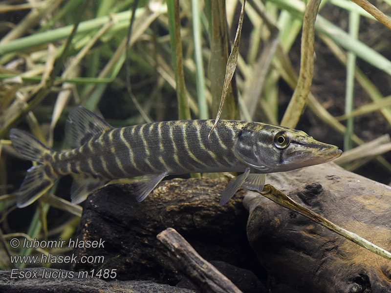 Esox lucius Štika obecná