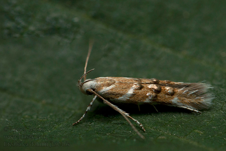 Eteobalea dohrnii