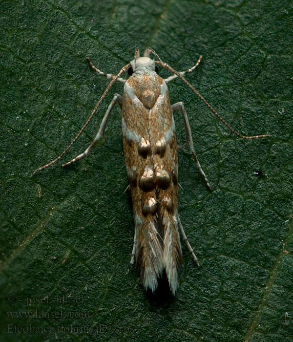 Eteobalea dohrnii Elachista