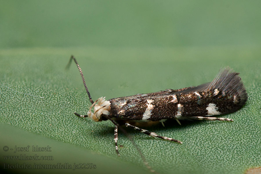 Eteobalea intermediella Zdobníček južný Tarka tündérmoly