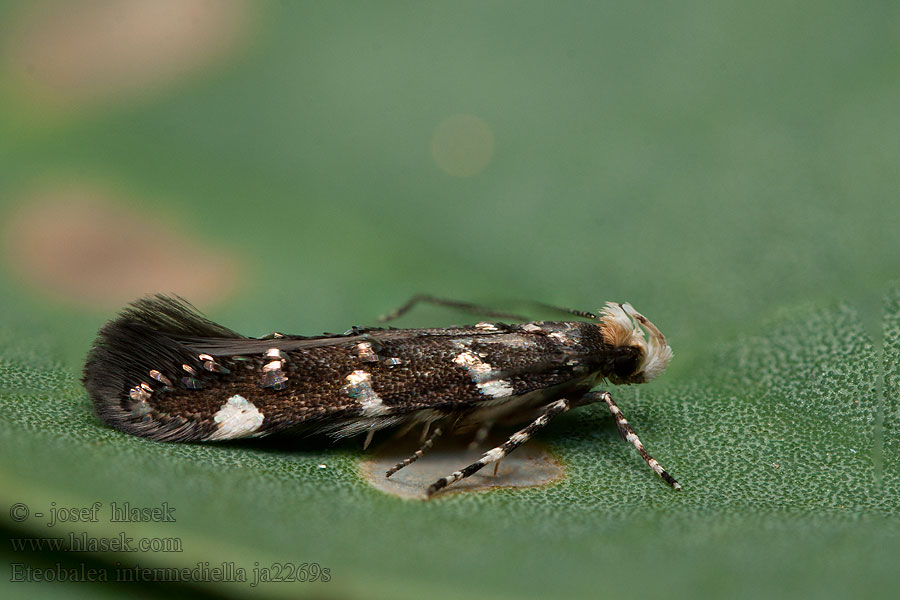 Eteobalea intermediella