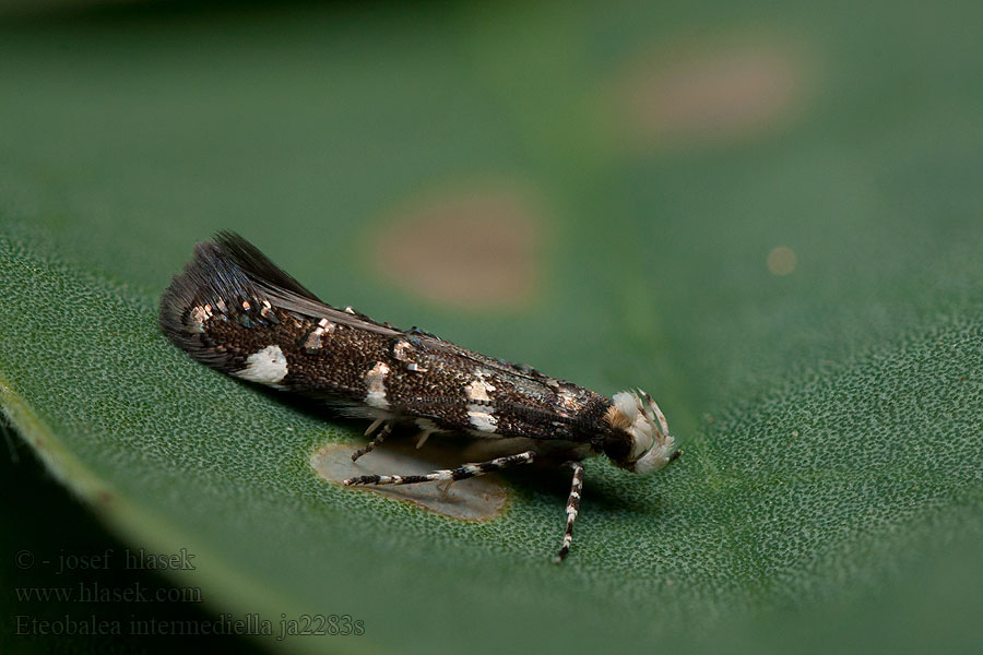 Eteobalea intermediella