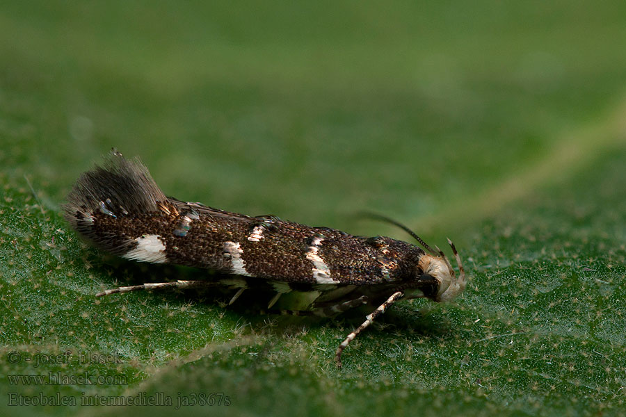 Eteobalea intermediella