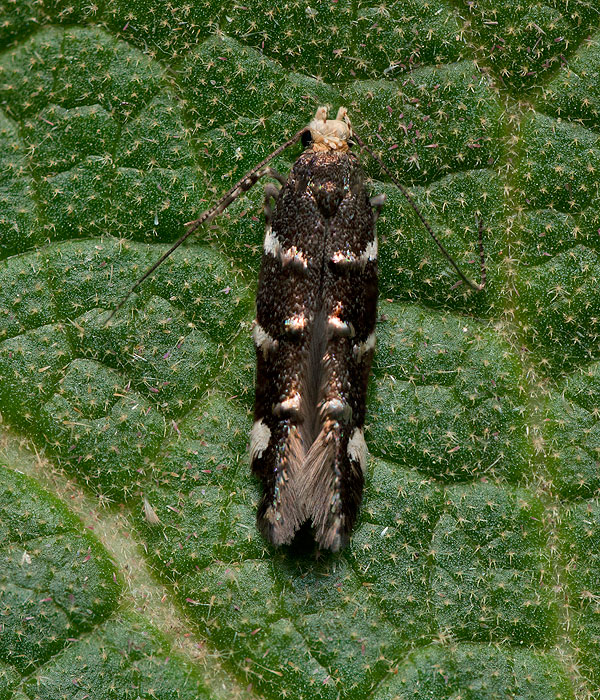 Eteobalea intermediella